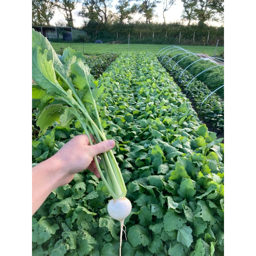 Salad/Slicing turnips (price per bunch)