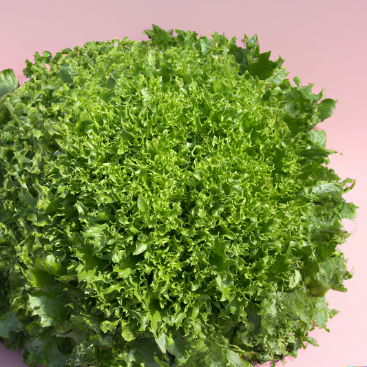 Curly Leaf Green Lettuce (price per head)