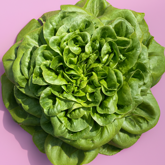 Butterhead Green Lettuce (price per head)