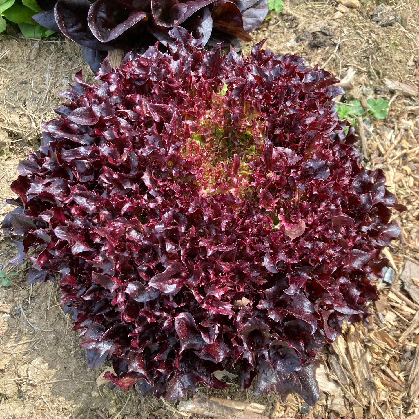 Curly Leaf Red Lettuce (price per head)