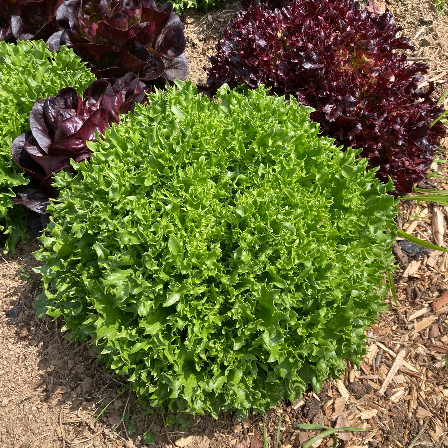 Curly Leaf Green Lettuce (price per head)