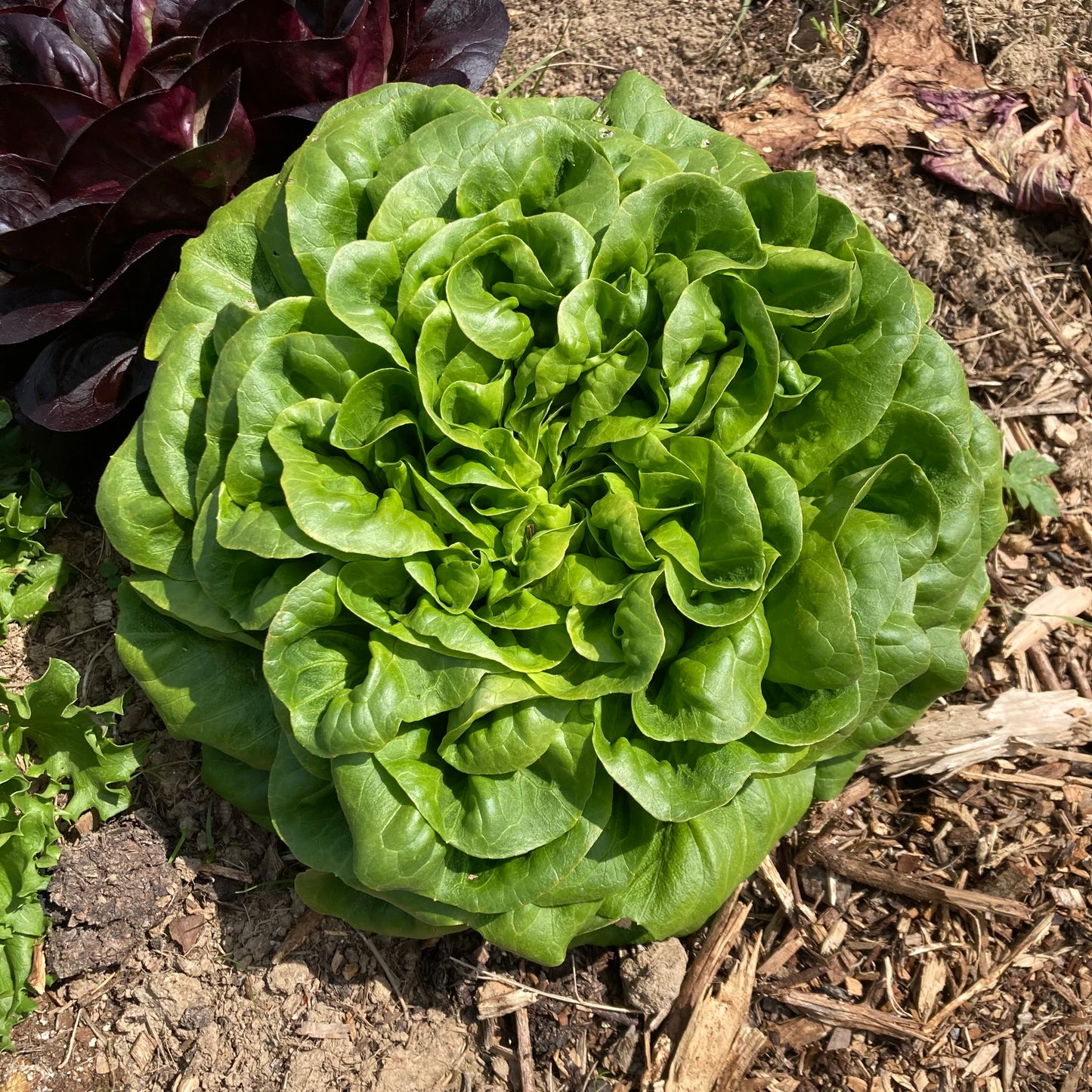 Butterhead Green Lettuce (price per head)