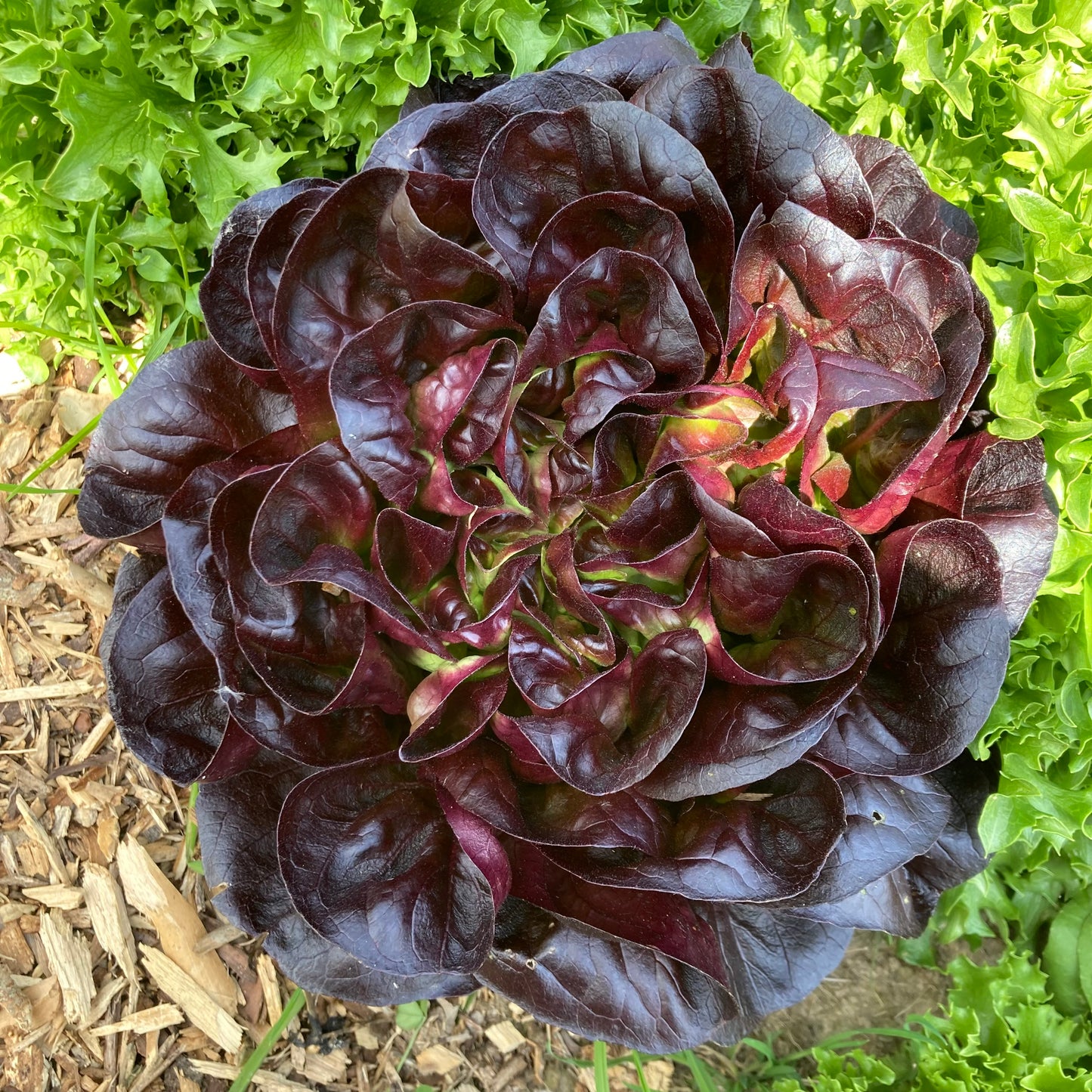 Butterhead Red Lettuce (price per head)