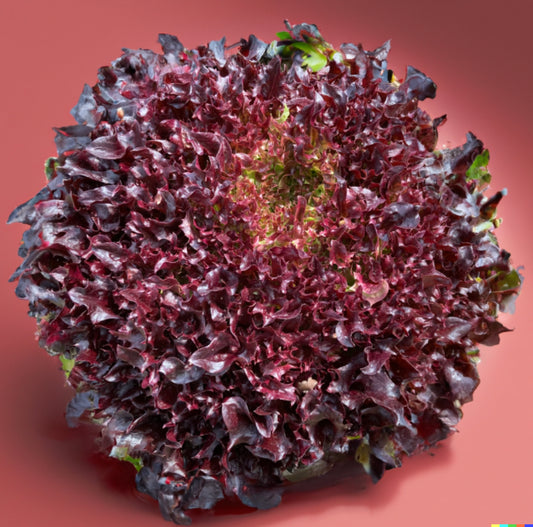 Curly Leaf Red Lettuce (price per head)