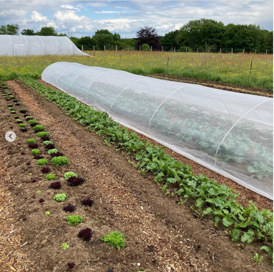 Pink Cactus Personal Micro Farm