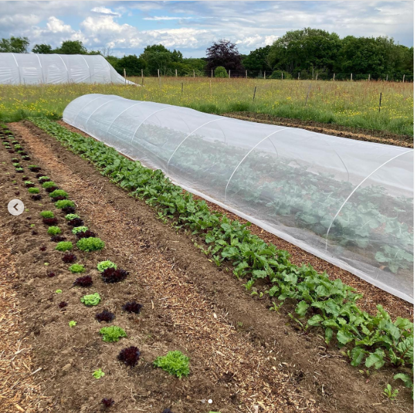 Pink Cactus Personal Micro Farm