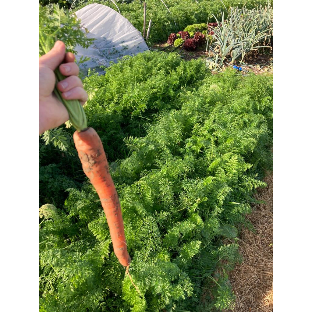 Carrots (bunched)