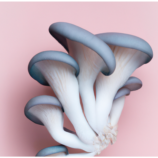 Blue Oyster mushrooms 100g